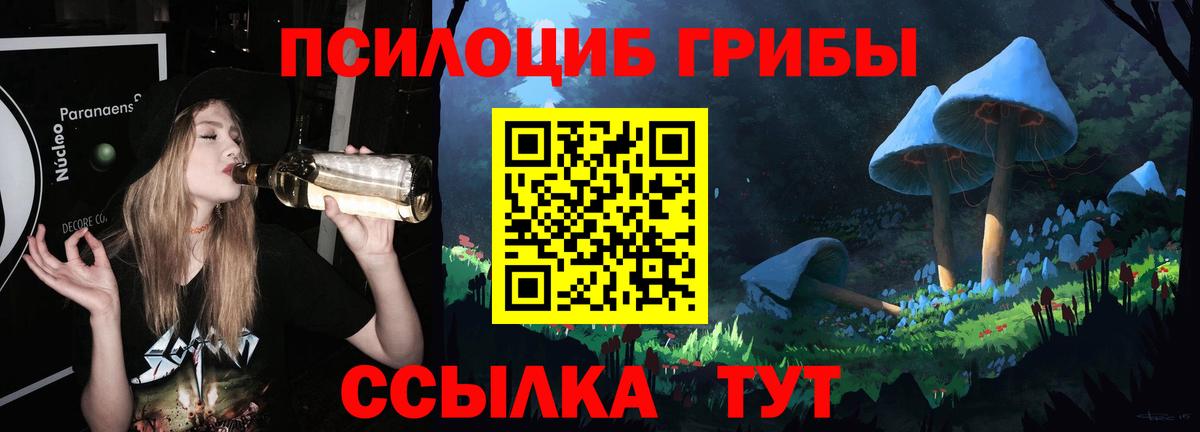 Тара  Псилоцибиновые грибы Psilocybe  Вход с VPN 